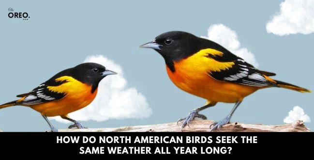 North American birds seek the same weather all year long