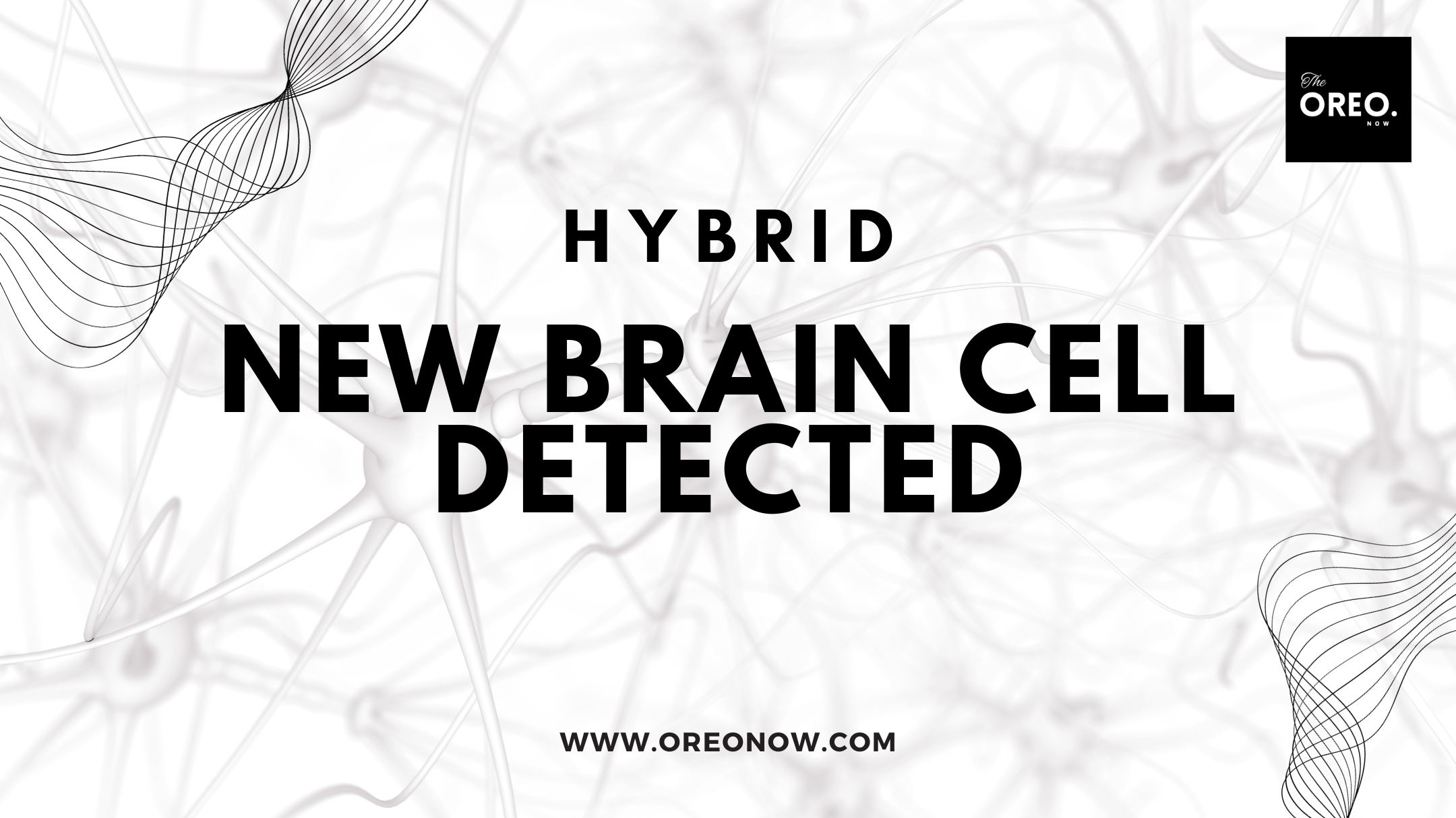 hybrid brain cells function neuroscience brain discoveries latest news